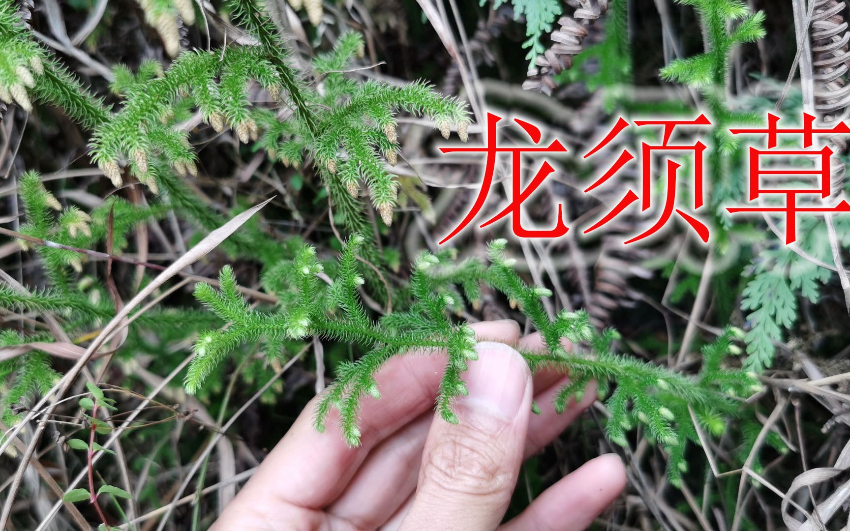 龙须草的功效(龙须草的功效与作用,让你健康美丽)