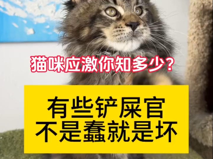 猫咪应激反应,严重的会导致猫咪猝死!哔哩哔哩bilibili