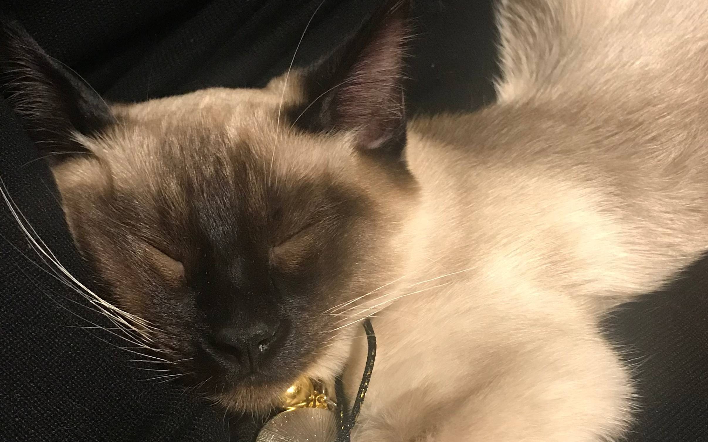 猫咪giao哥的日常午休有内味儿了