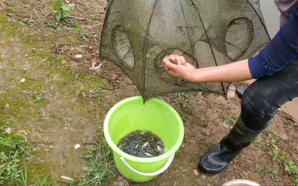 抓河虾过程来了