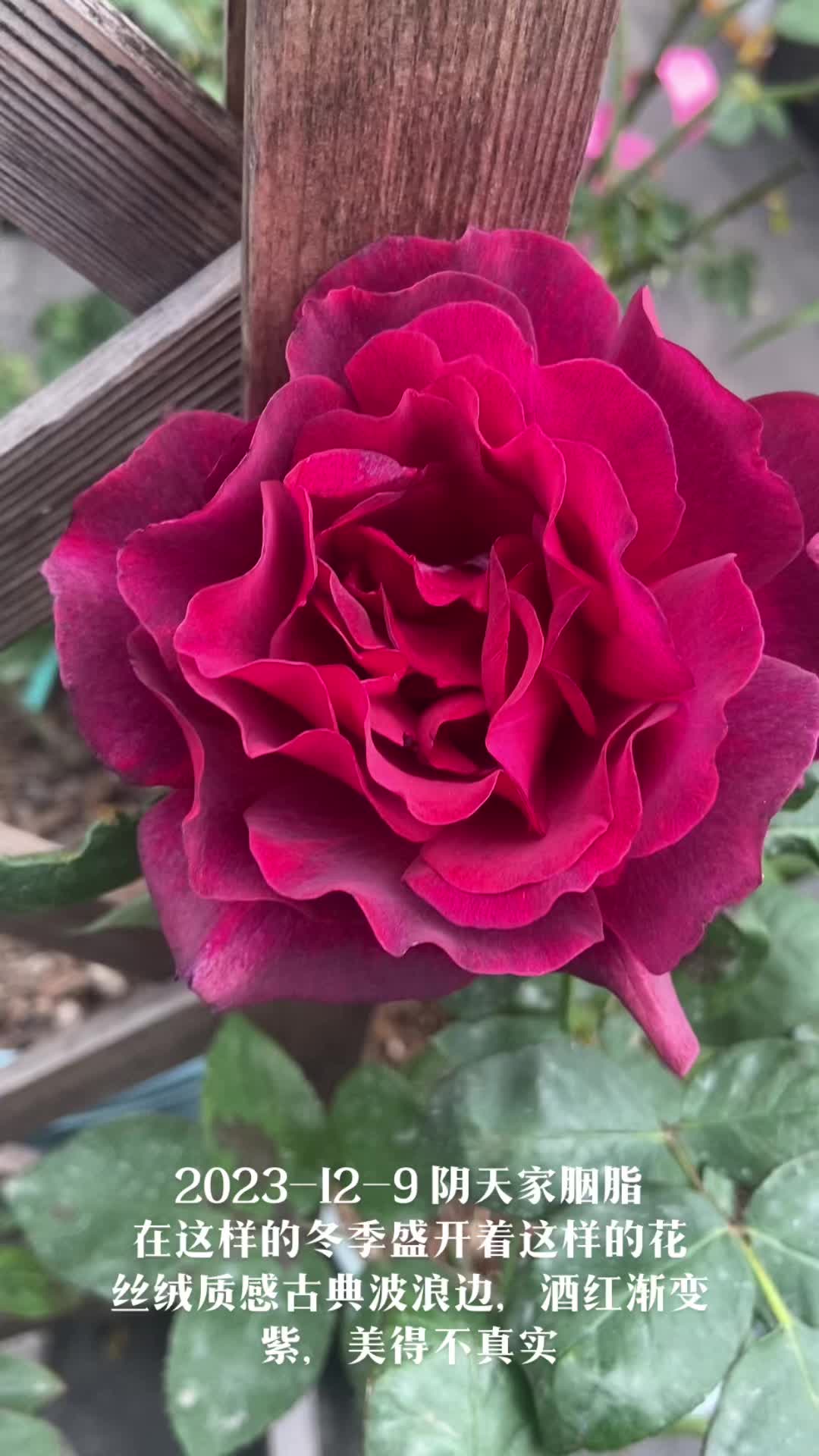 红丘也叫天家胭脂,日本河本纯子培育的一款切花月季品种,植株高度在