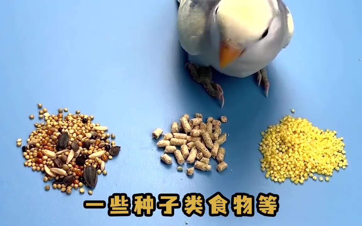 家养小鹦鹉吃什么食物