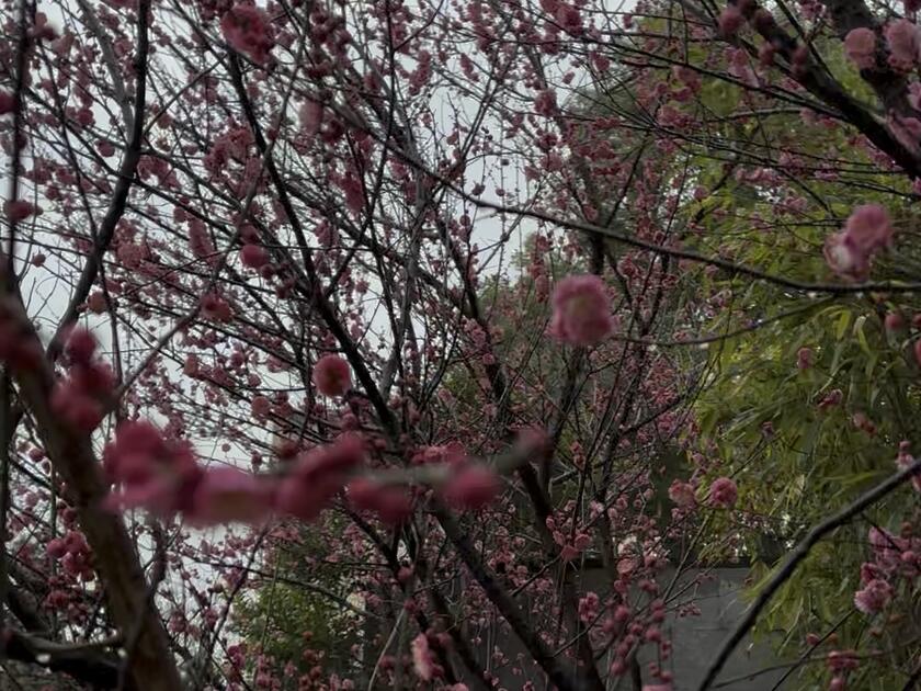 Kbme 来来来一起赏梅花啦~_哔哩哔哩_bilibili