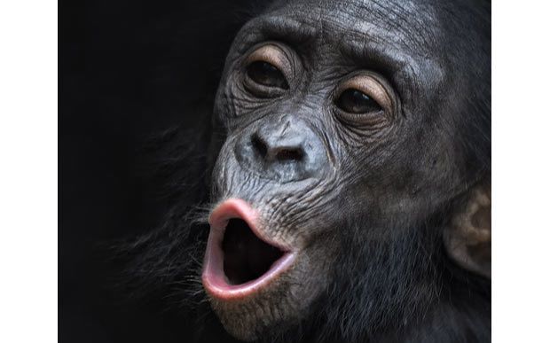 收藏 用手机看离线看更方便 【文明人先锋】一只合格的猩猩,就是要