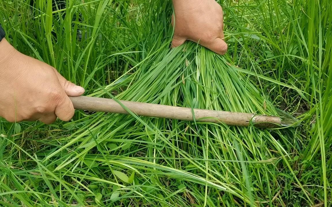 小刚说回家得干活不能吃白饭今天就割点草喂牛给牛改善伙食