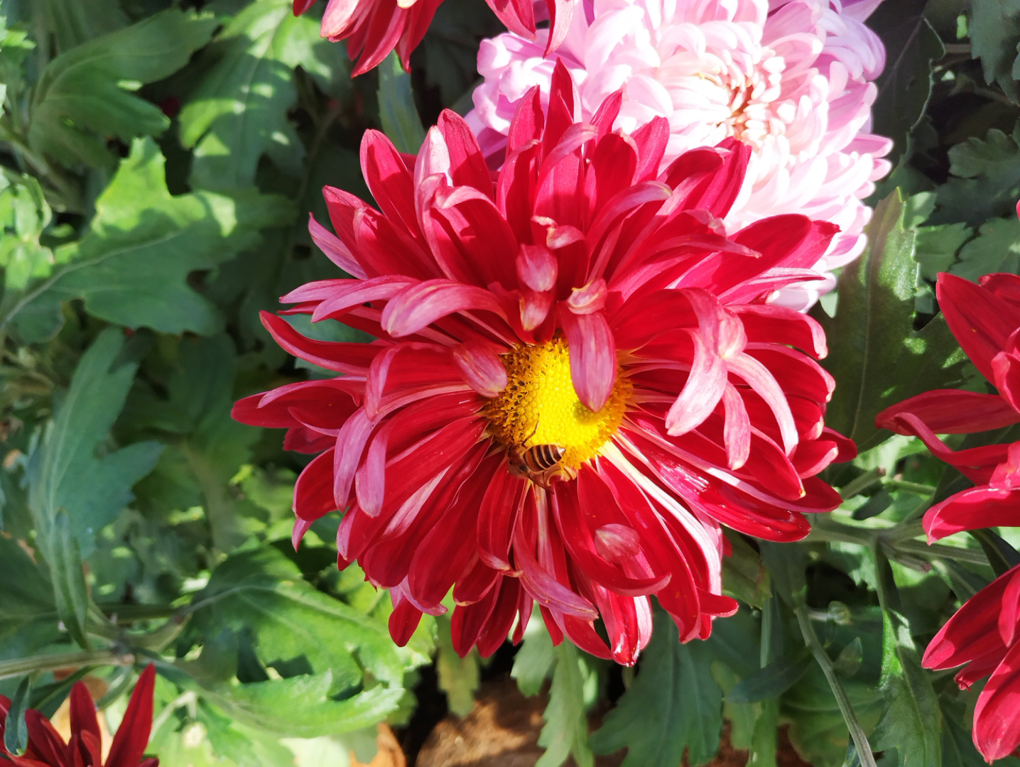 平瓣类复瓣朱红色菊花