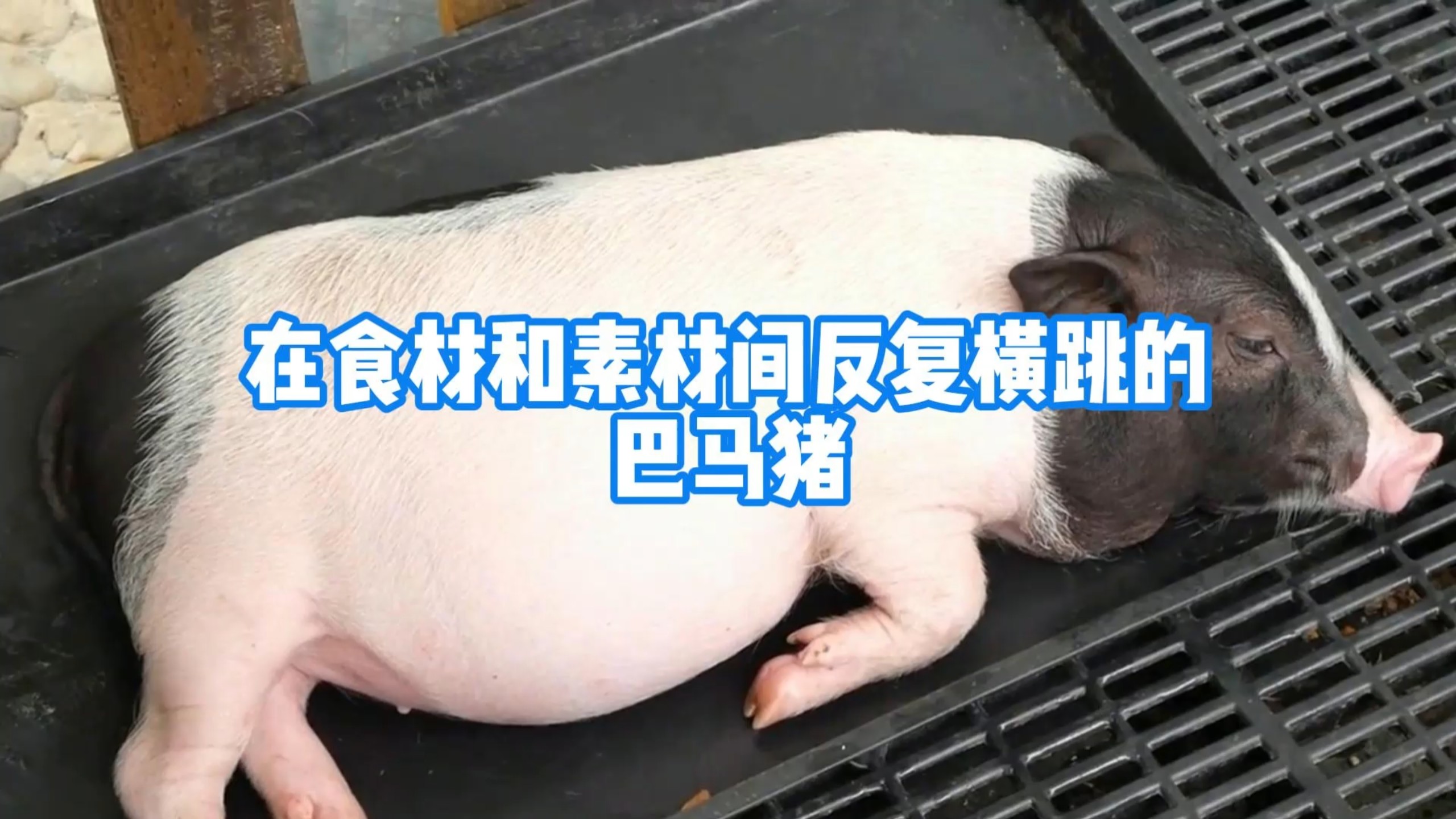 在食材和素材间反复横跳的巴马猪