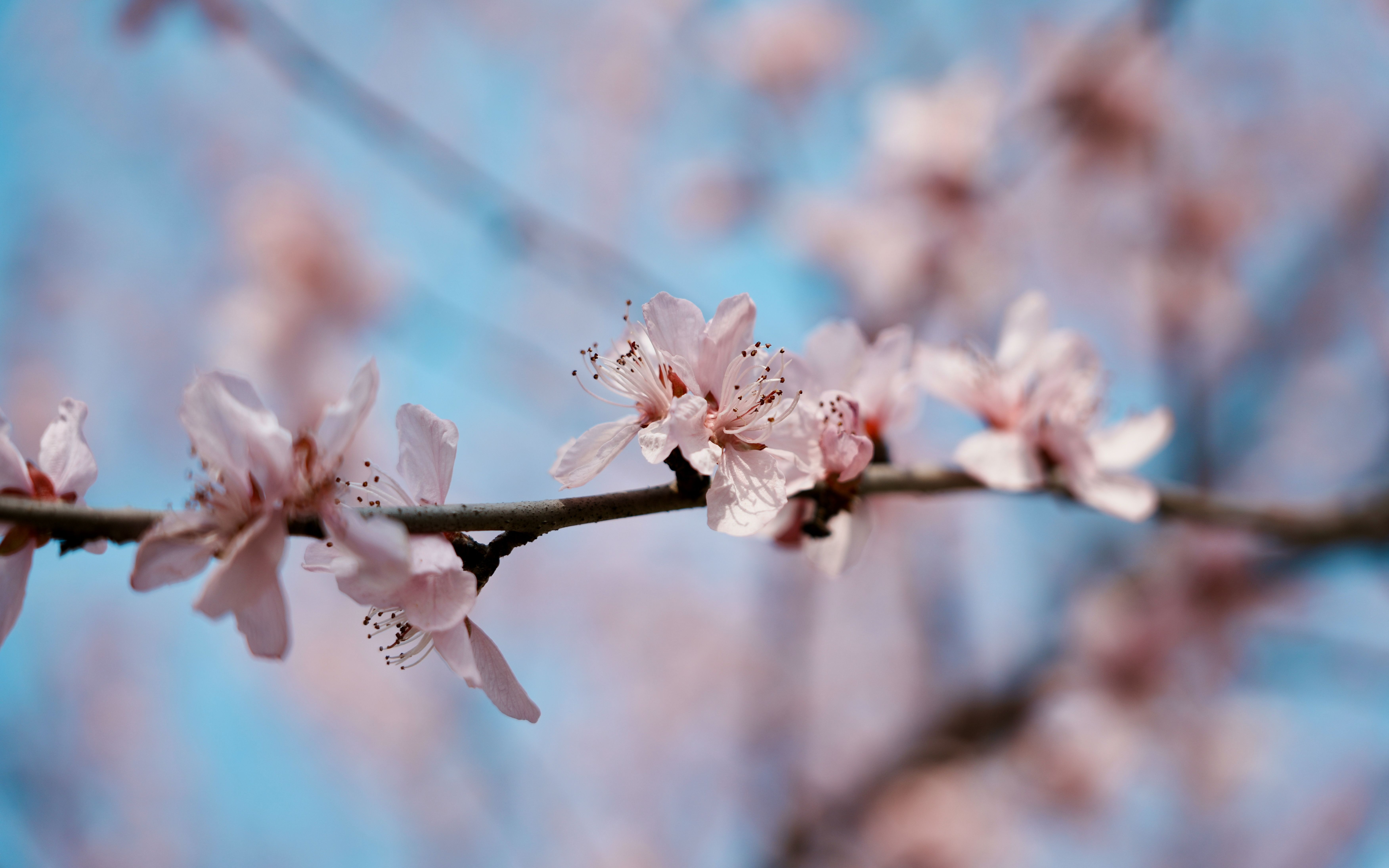 [图]“学校的花都开了”