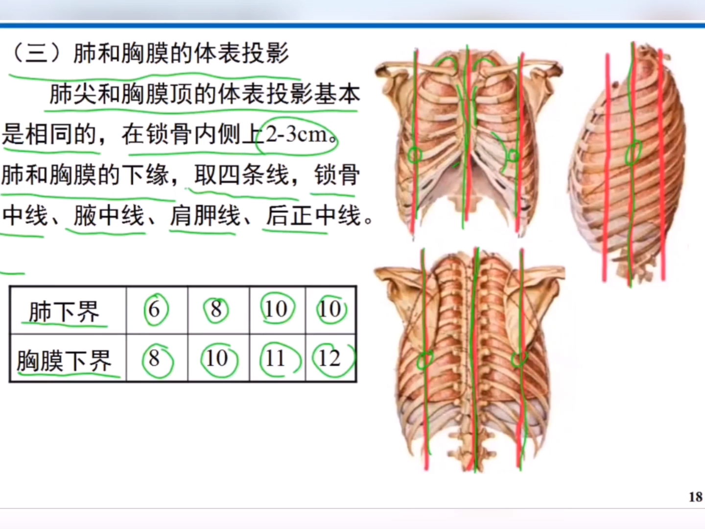 人体解刨学:肺和胸膜的体表投影