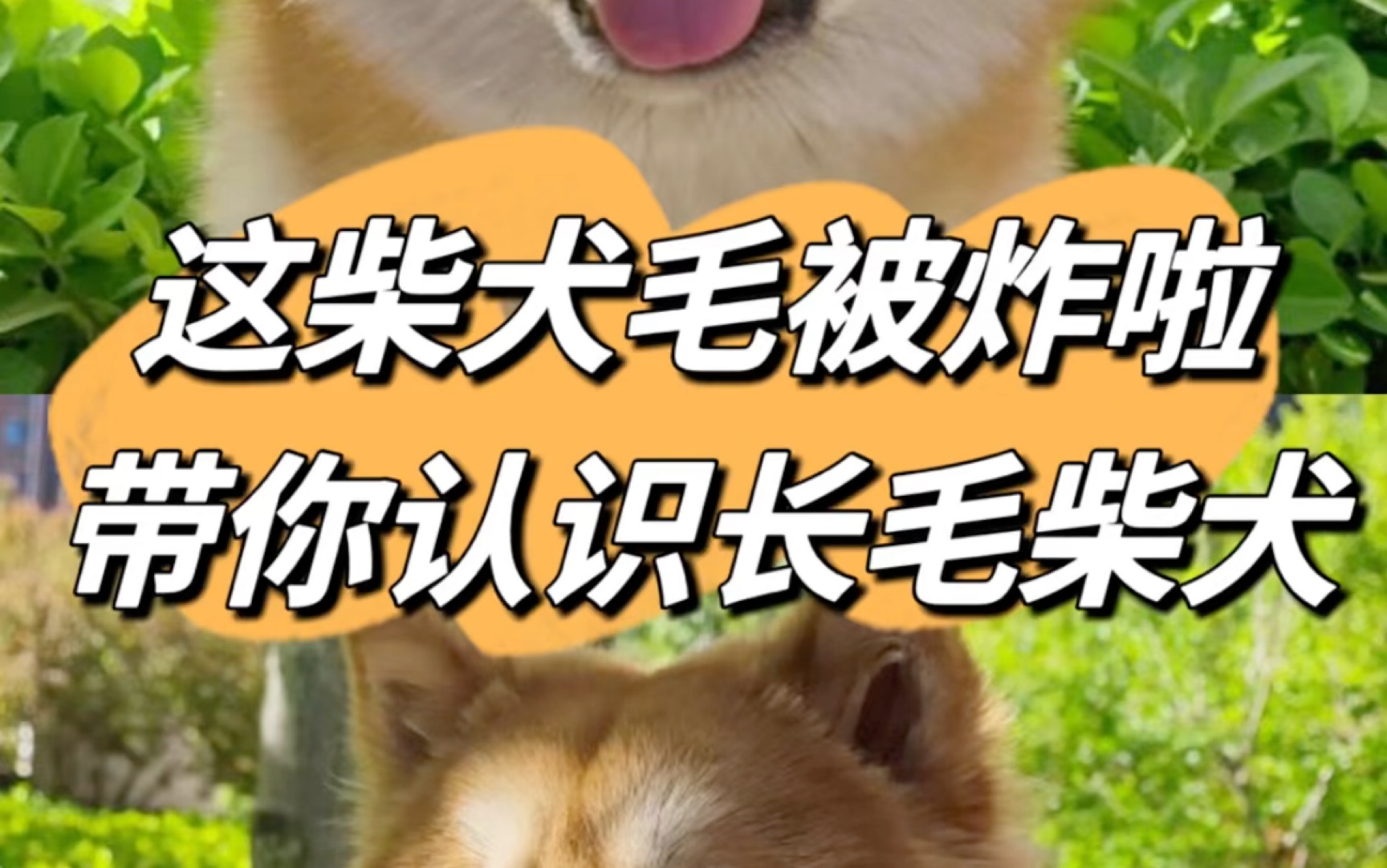 这柴犬毛被炸啦?一分钟带你认识长毛柴犬哔哩哔哩bilibili