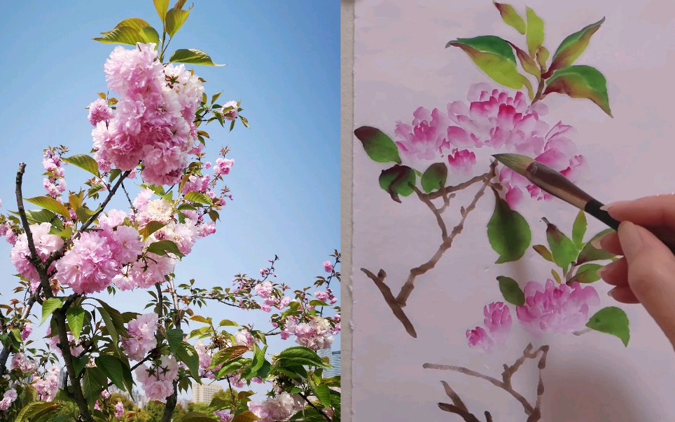 《樱花画法》零基础国画入门教学【杨春梅国画课堂】_哔哩哔哩_bili