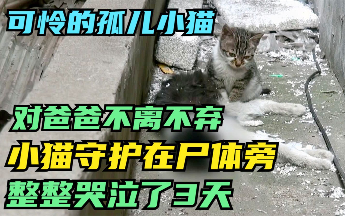 [图]小猫守护在尸体旁，整整哭了3天，对爸爸不离不弃的可怜孤儿小猫