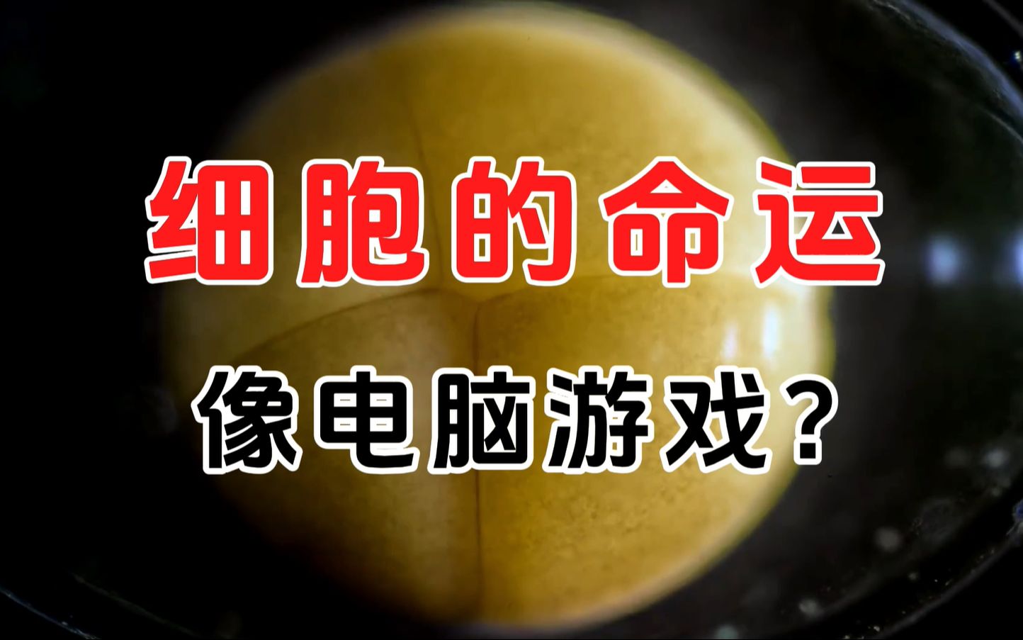 [图][细胞秘事05]细胞命运的抉择：像款游戏？