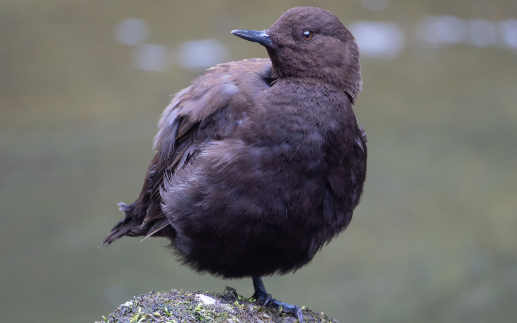 我不说话,静静地看这只褐河乌表演金鸡独立吧【云吸肥啾】