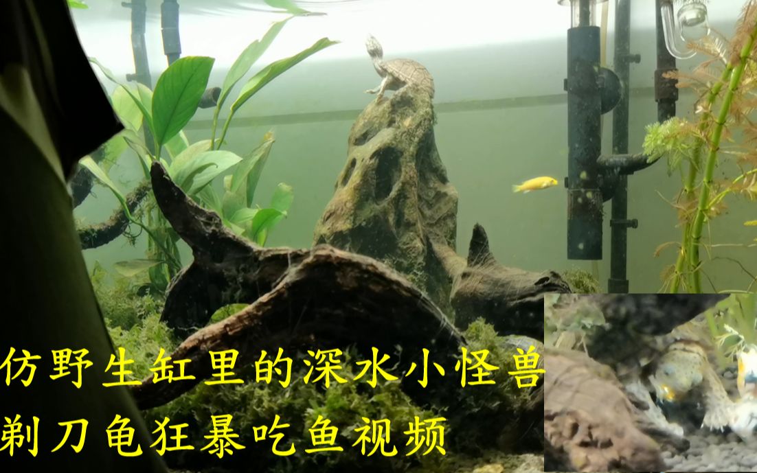 仿野生缸裡的深水小怪獸剃刀龜暴力吃魚視頻