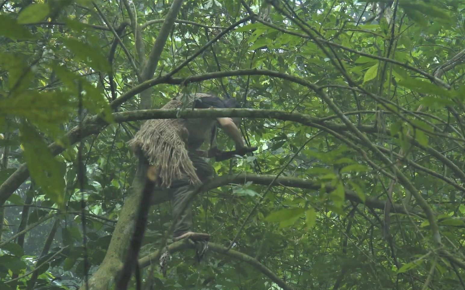原始丛林人6个月的丛林生存荒野求生第71集奇怪的鸟被困荒野孤独