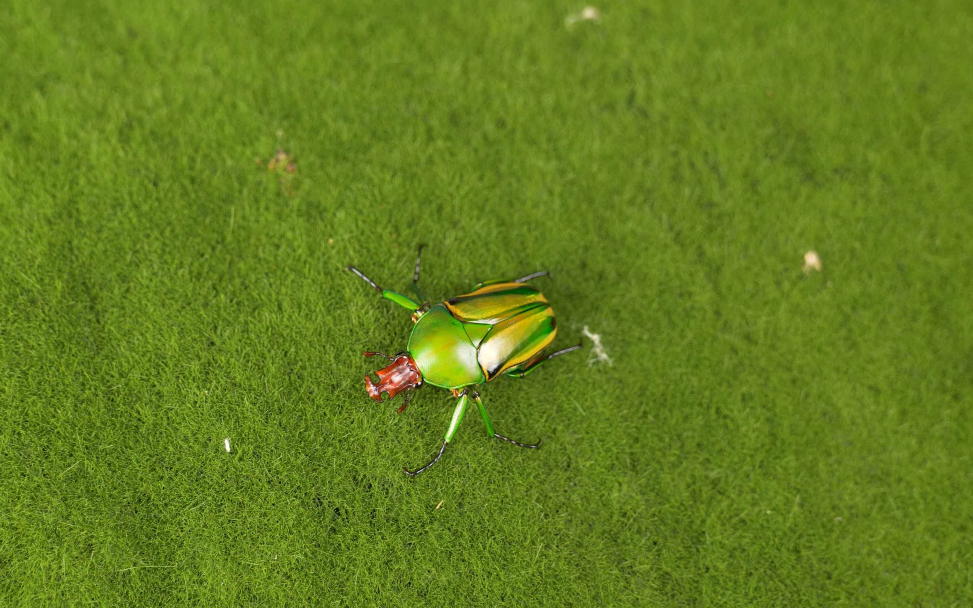 我老家遍地都是之[霍尔曼花金龟]