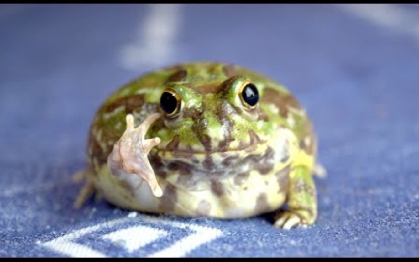 【波子角蛙】看起来很努力的样子