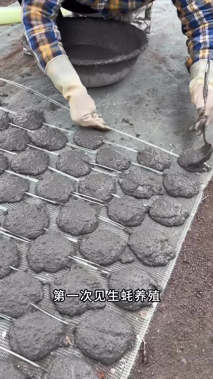 第一次见生蚝养殖，原来竟然是用水泥饼养出来的