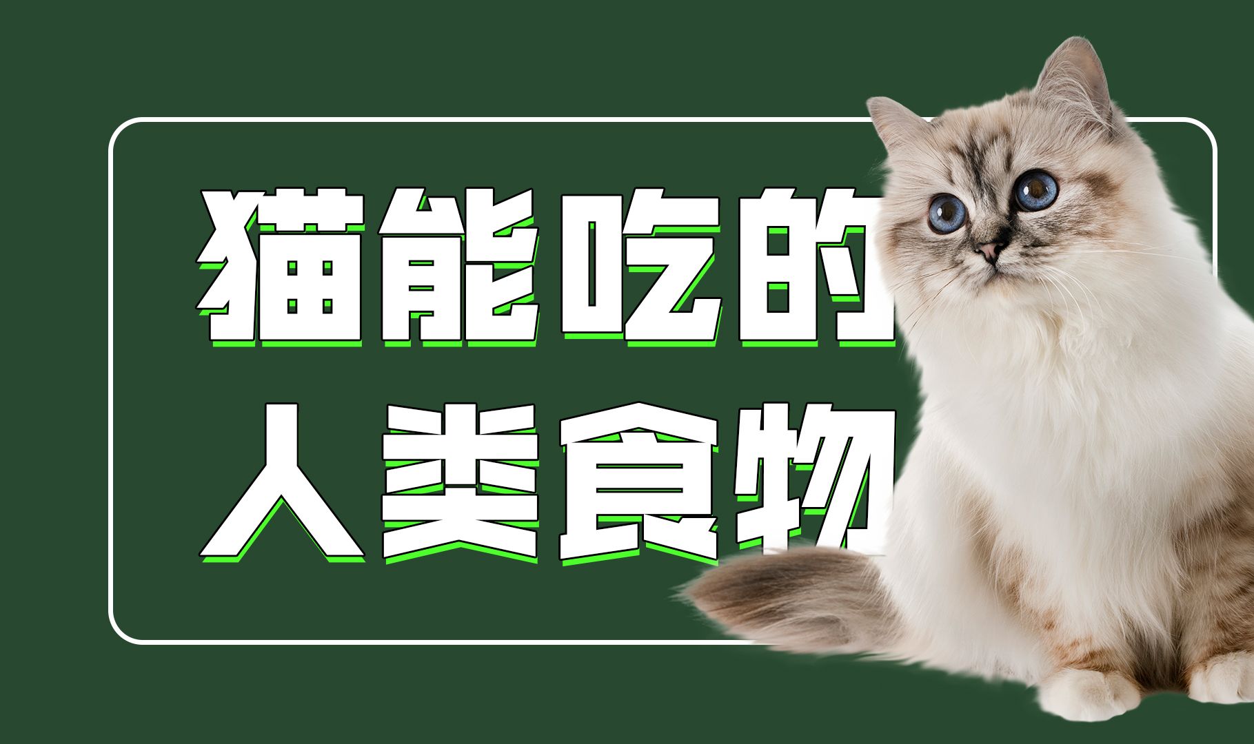 哪些人类食物猫咪也能吃呢?哔哩哔哩bilibili