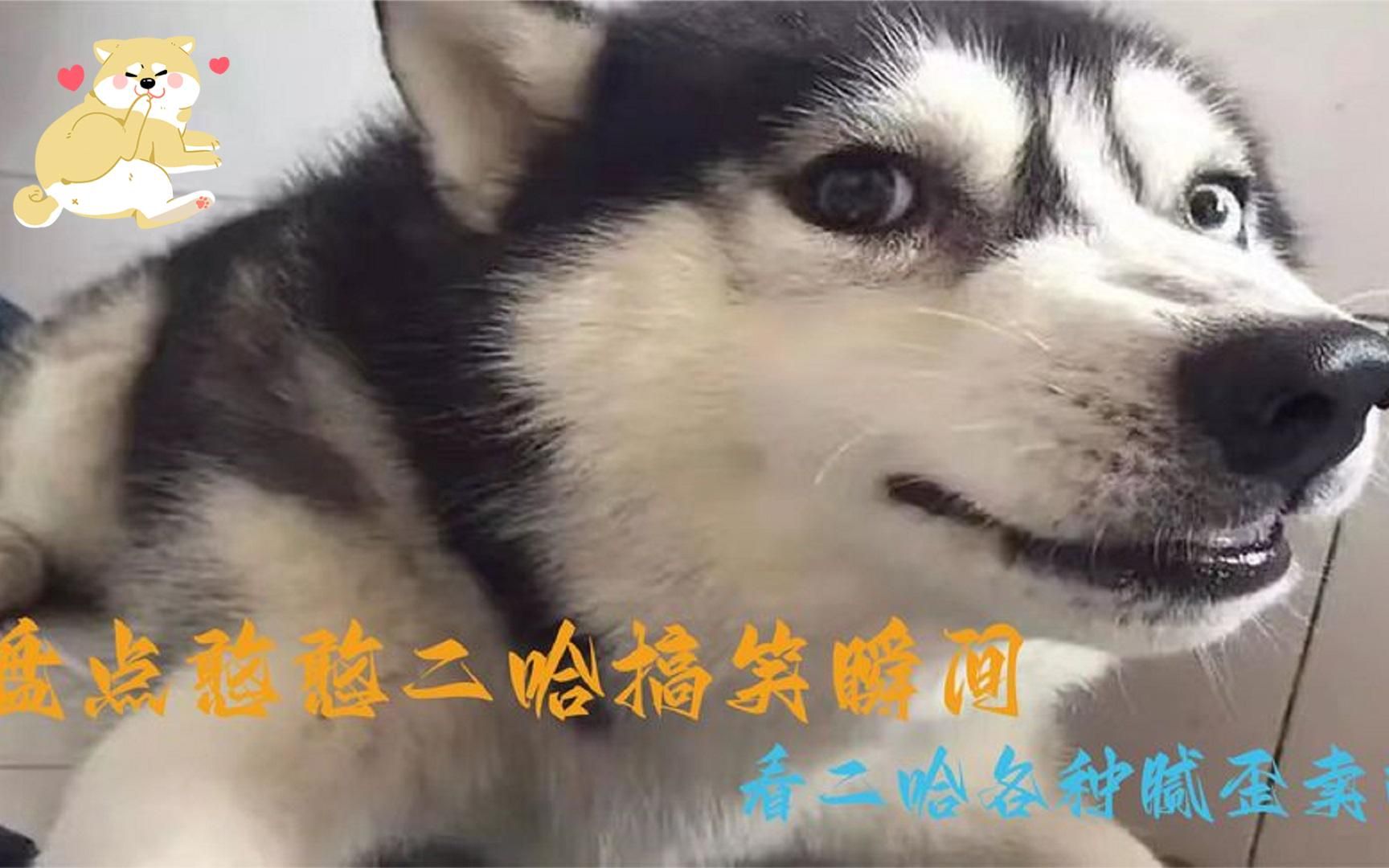 盘点全网那些二哈搞笑瞬间,充满智慧的眼神,二哈的迷惑行为