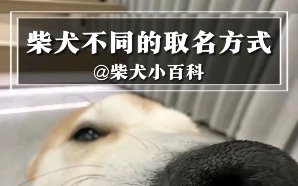 你家柴犬叫什么名字呢?哔哩哔哩bilibili