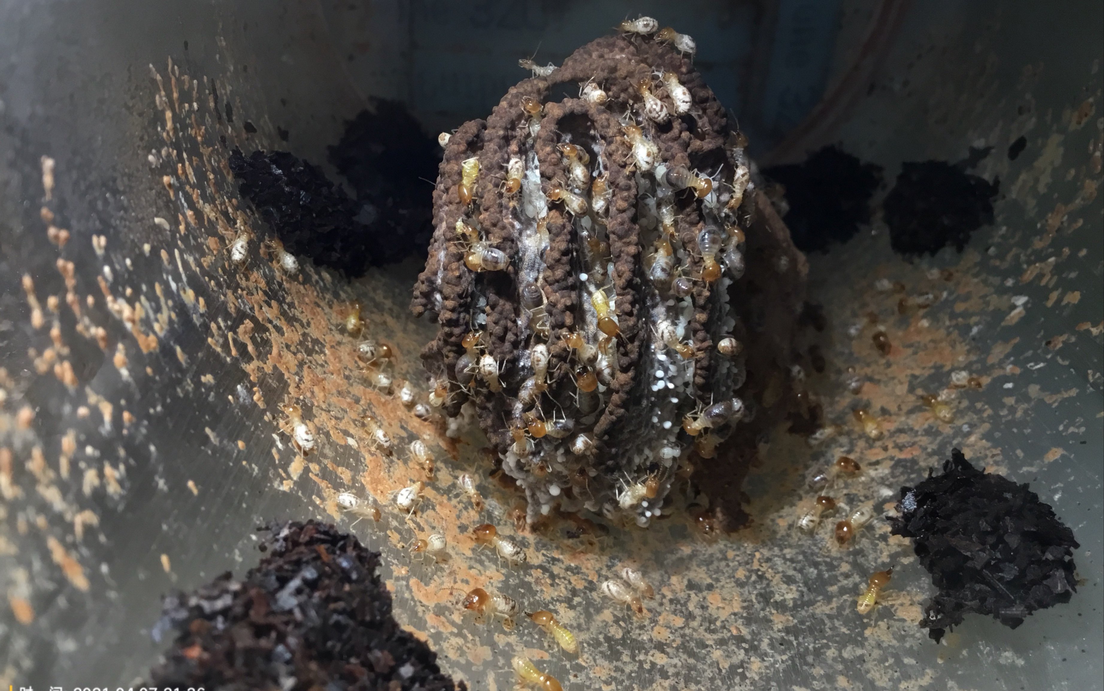 黄翅大白蚁小群落日常以及部分进阶培菌小常识的讲解