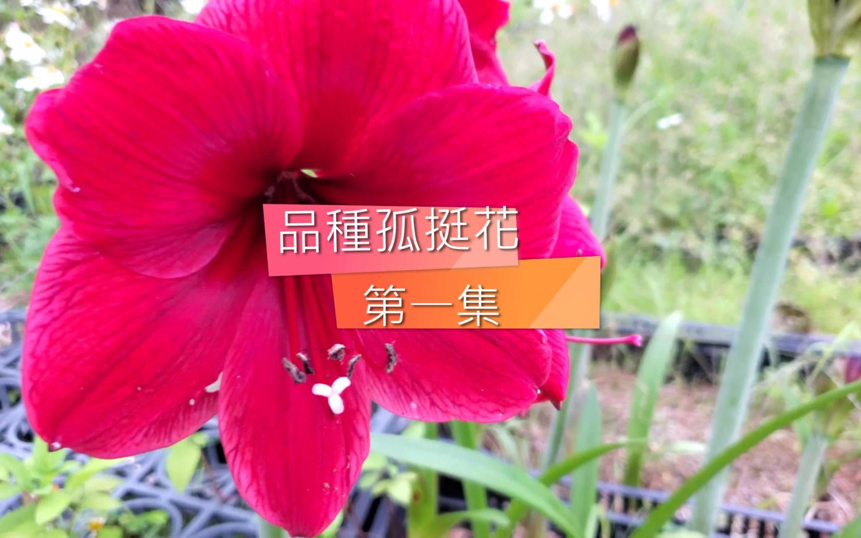 [图]開箱2022年品種孤挺花第一集(俗稱百合花)【老四農場】[Amaryllis][アマリリス]