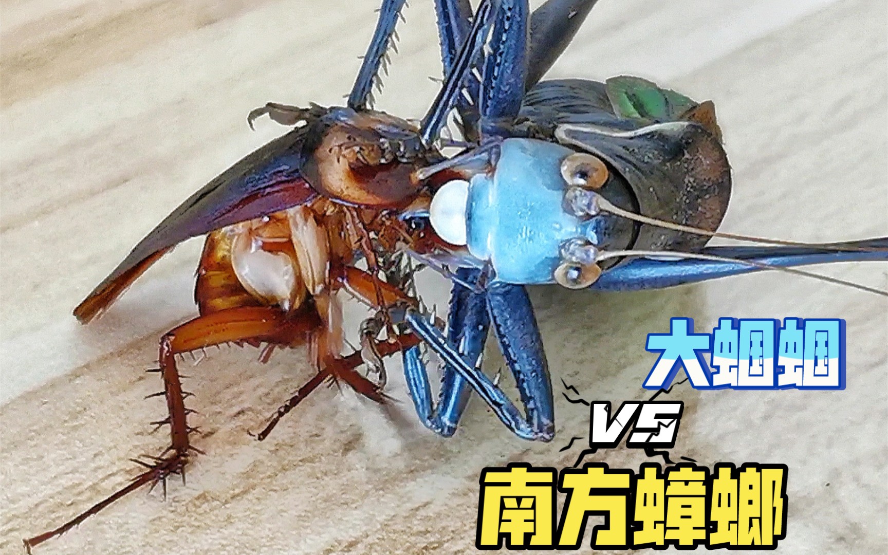 蝈蝈vs南方蟑螂咬住那一瞬间爽死了