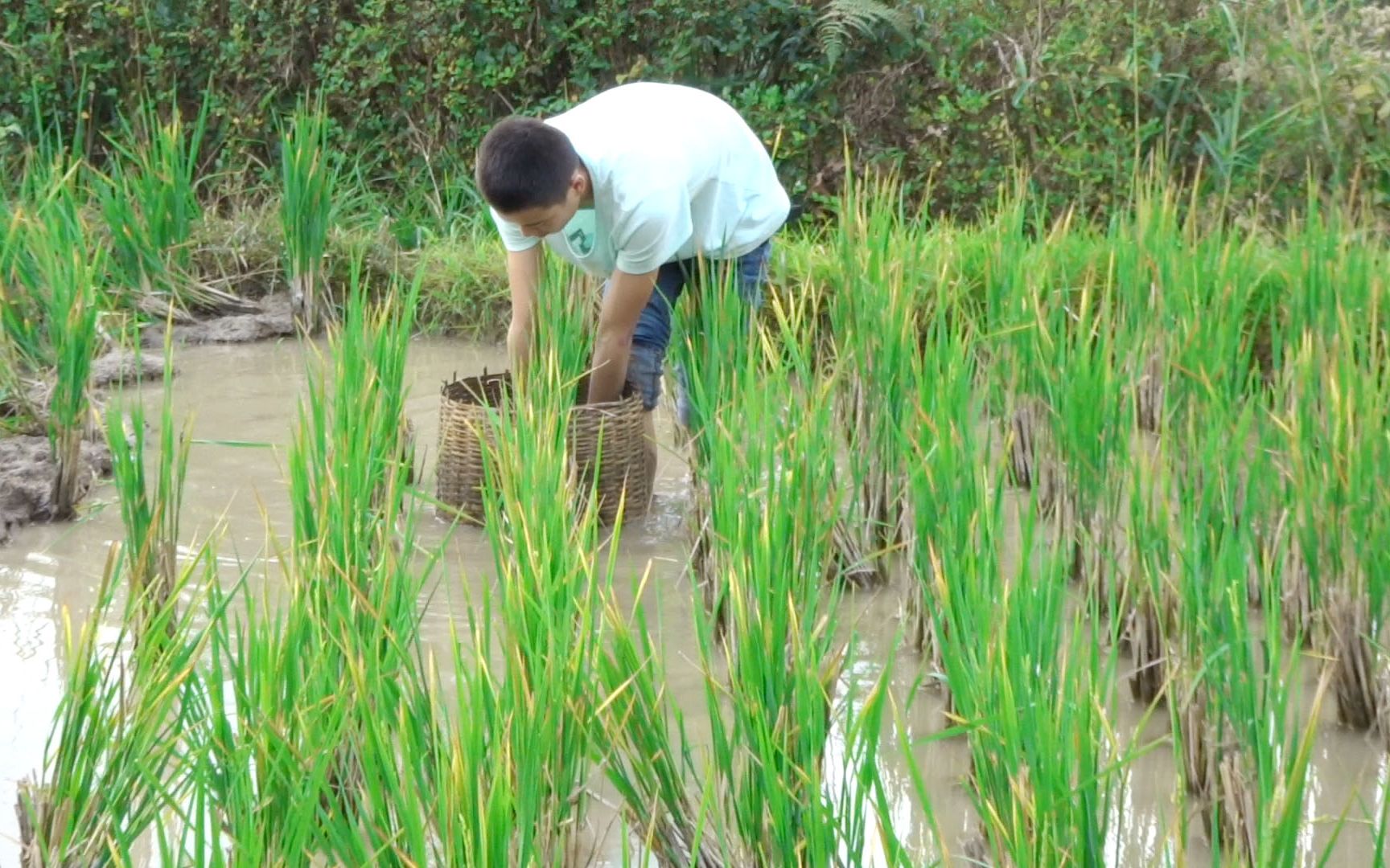 农村孩子抓鱼成为多少人童年回忆
