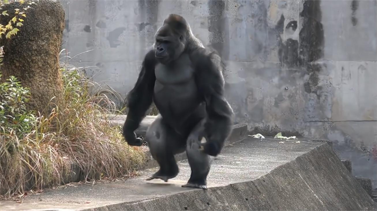 大猩猩模仿饲养员走路上瘾,每天向游客展示,根本停不下来