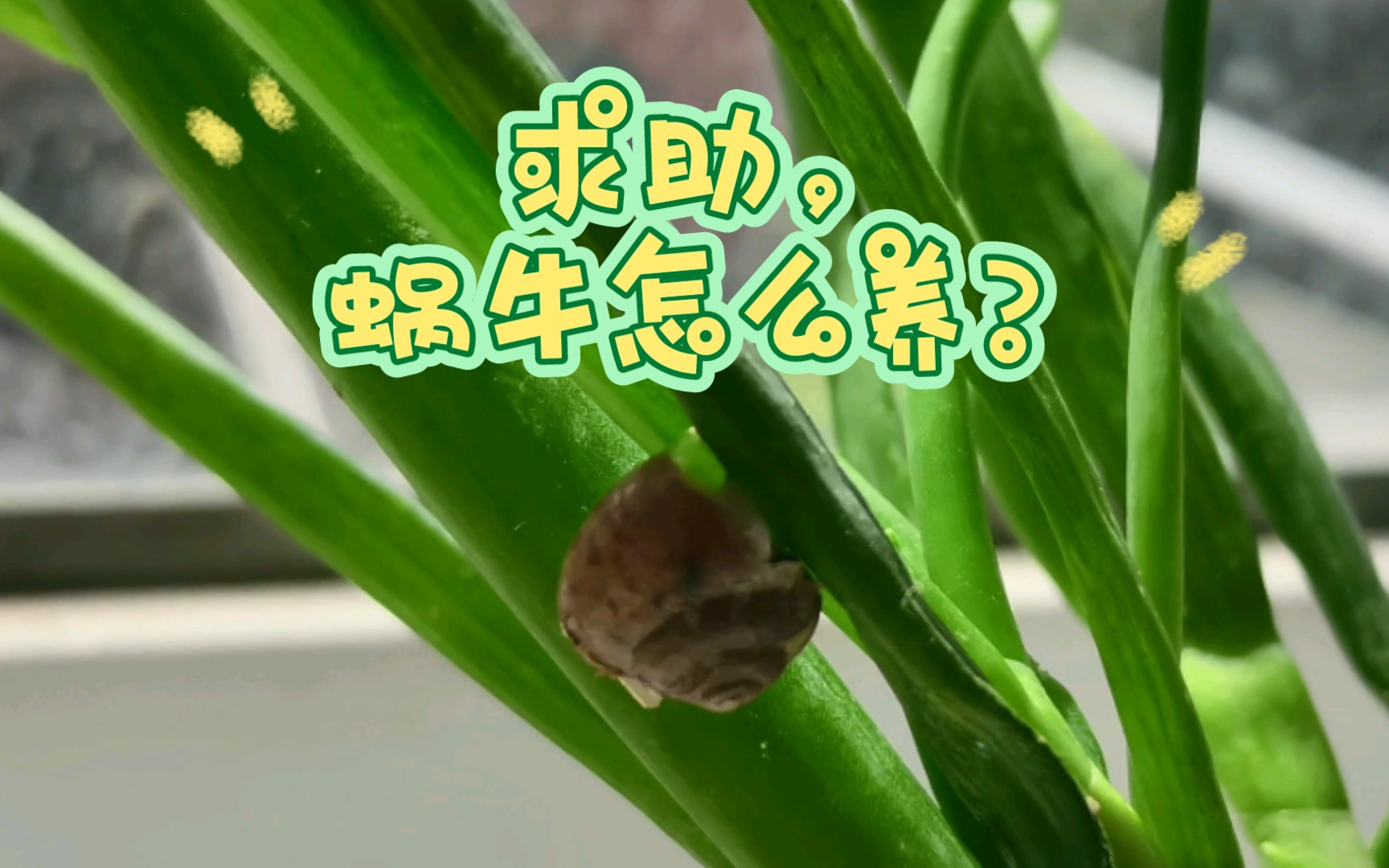 [图]天降小蜗牛，应该怎么养呢？