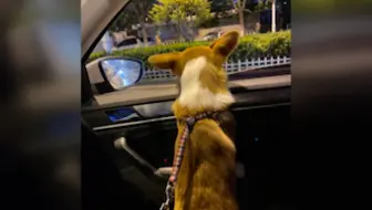 还是小瘦狗