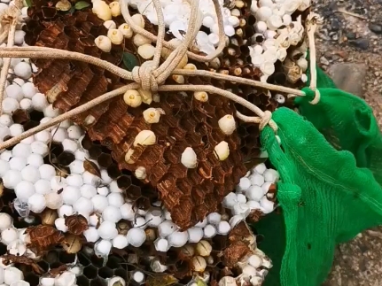 蜂巢里的秘密何在?