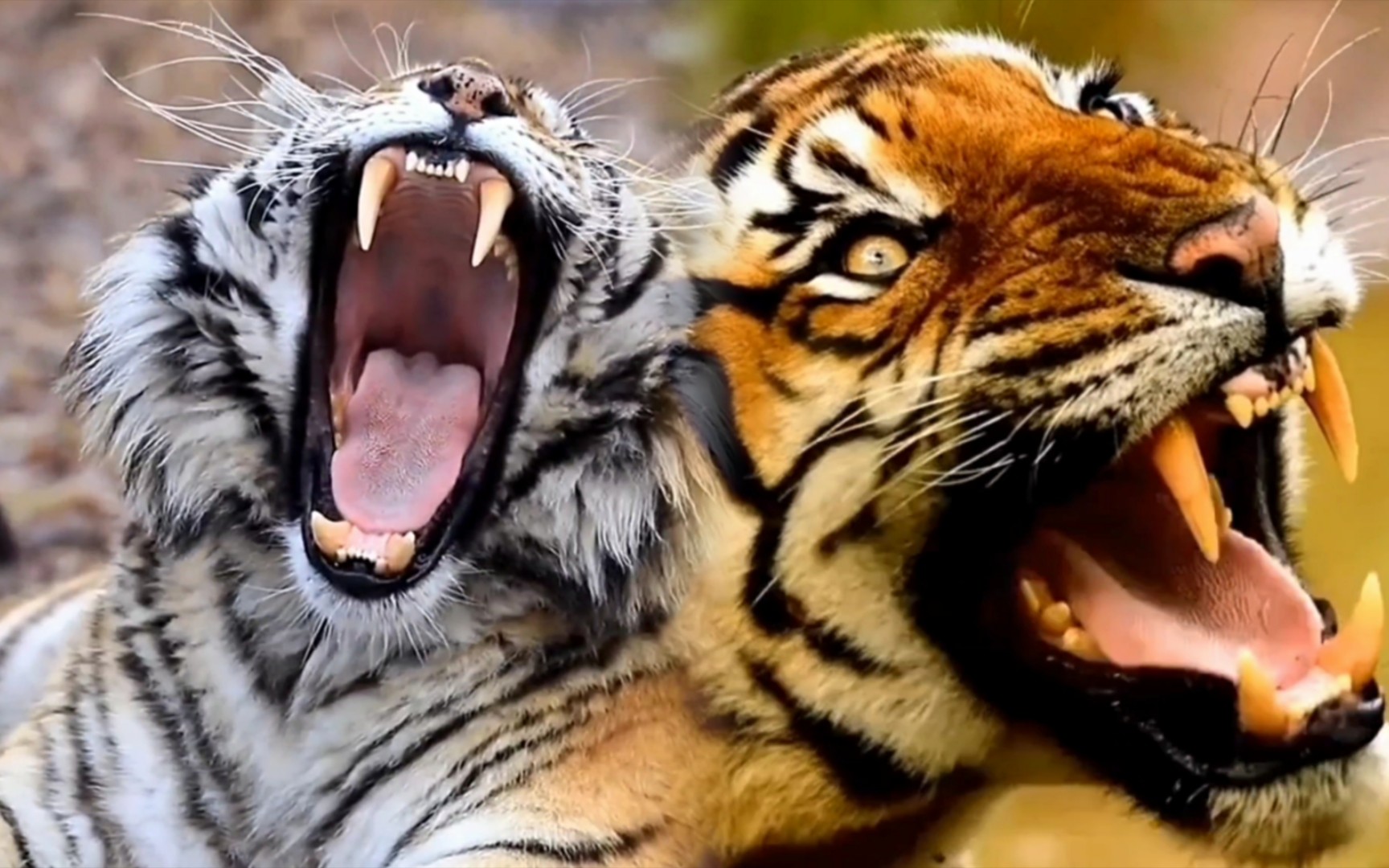 东北虎威武vs孟加拉虎霸气