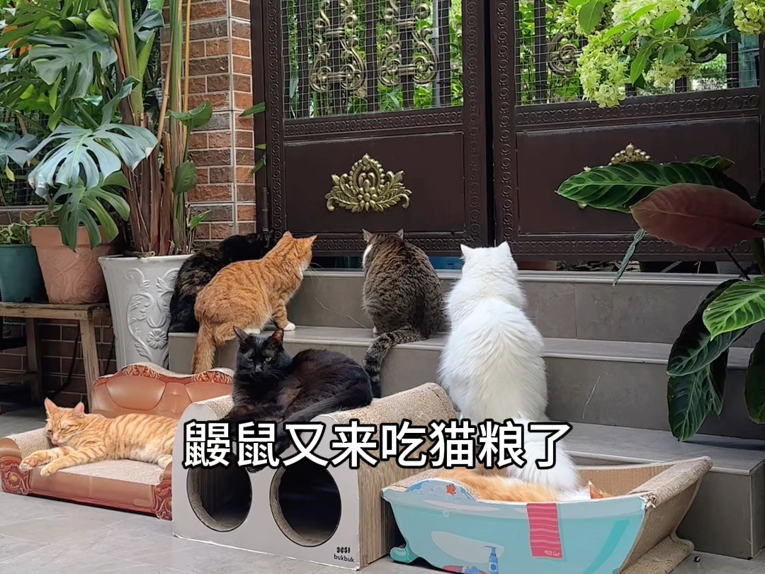 鼹鼠又来吃流浪猫粮咯,把院里的小猫咪急坏了哔哩哔哩bilibili