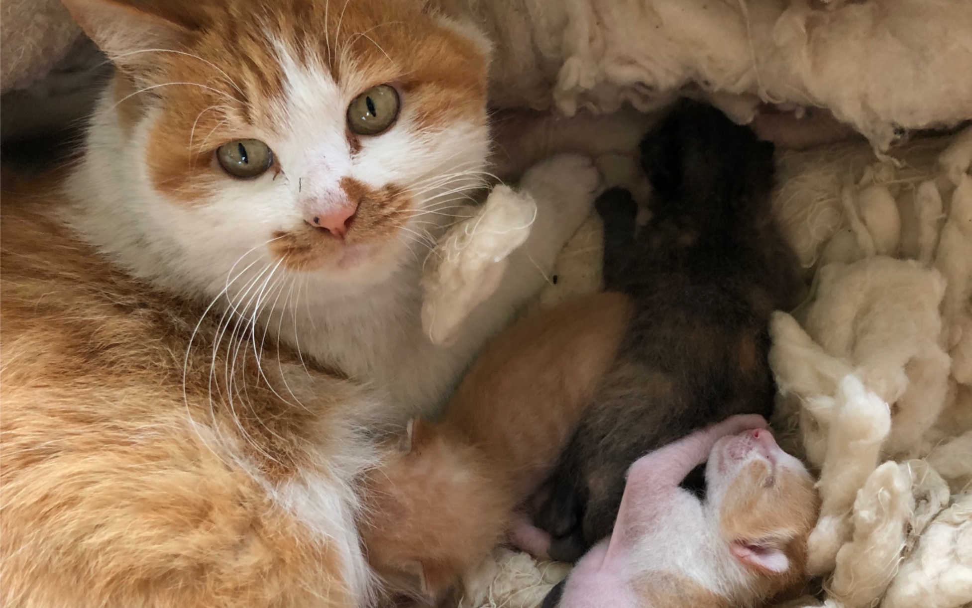 小奶猫吃奶睡觉的样子好可爱