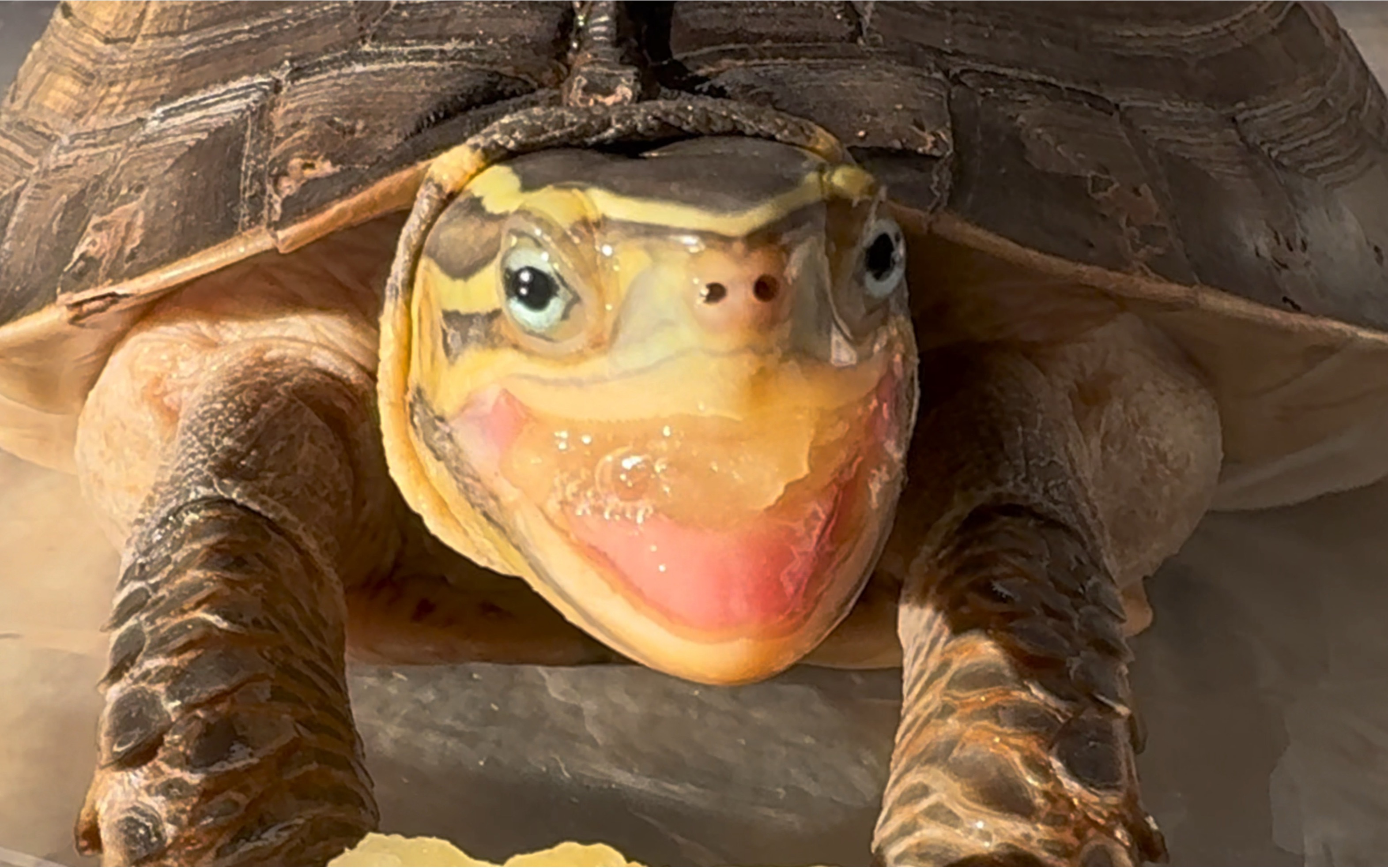 【安布闭壳龟】学会等待的龟龟才有好果汁吃