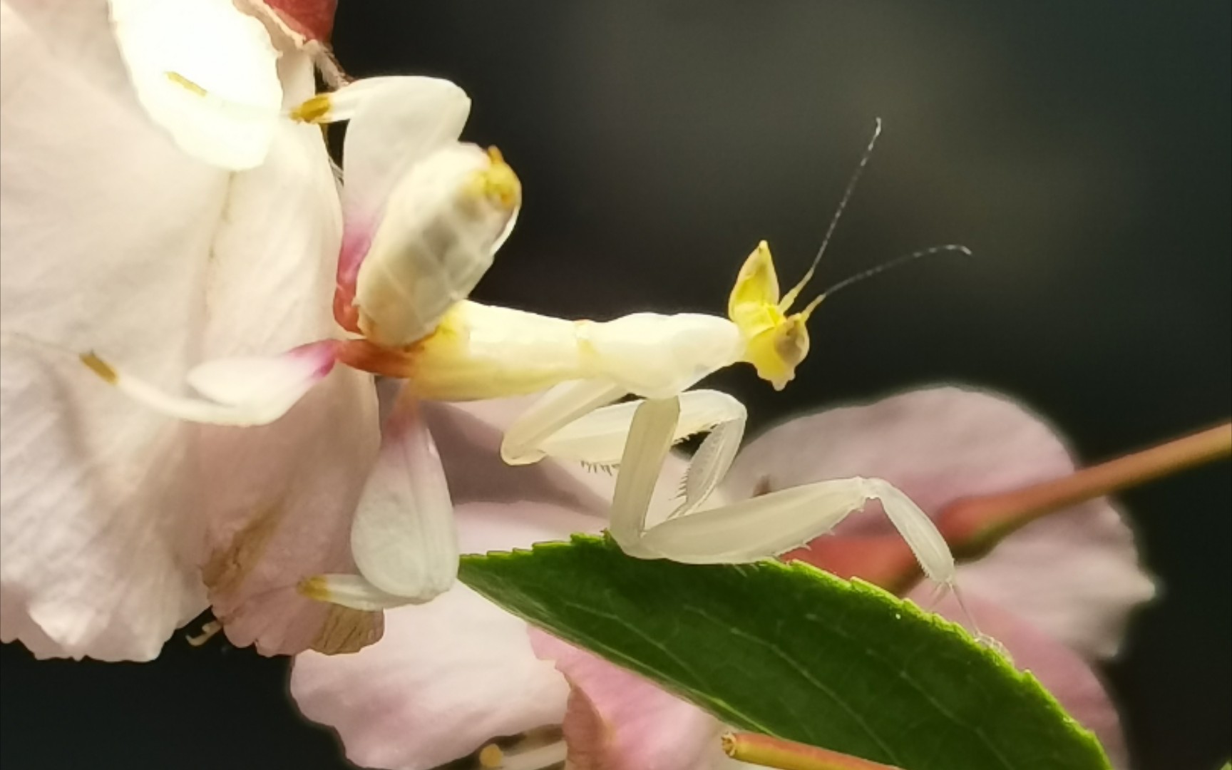 花螳科图片