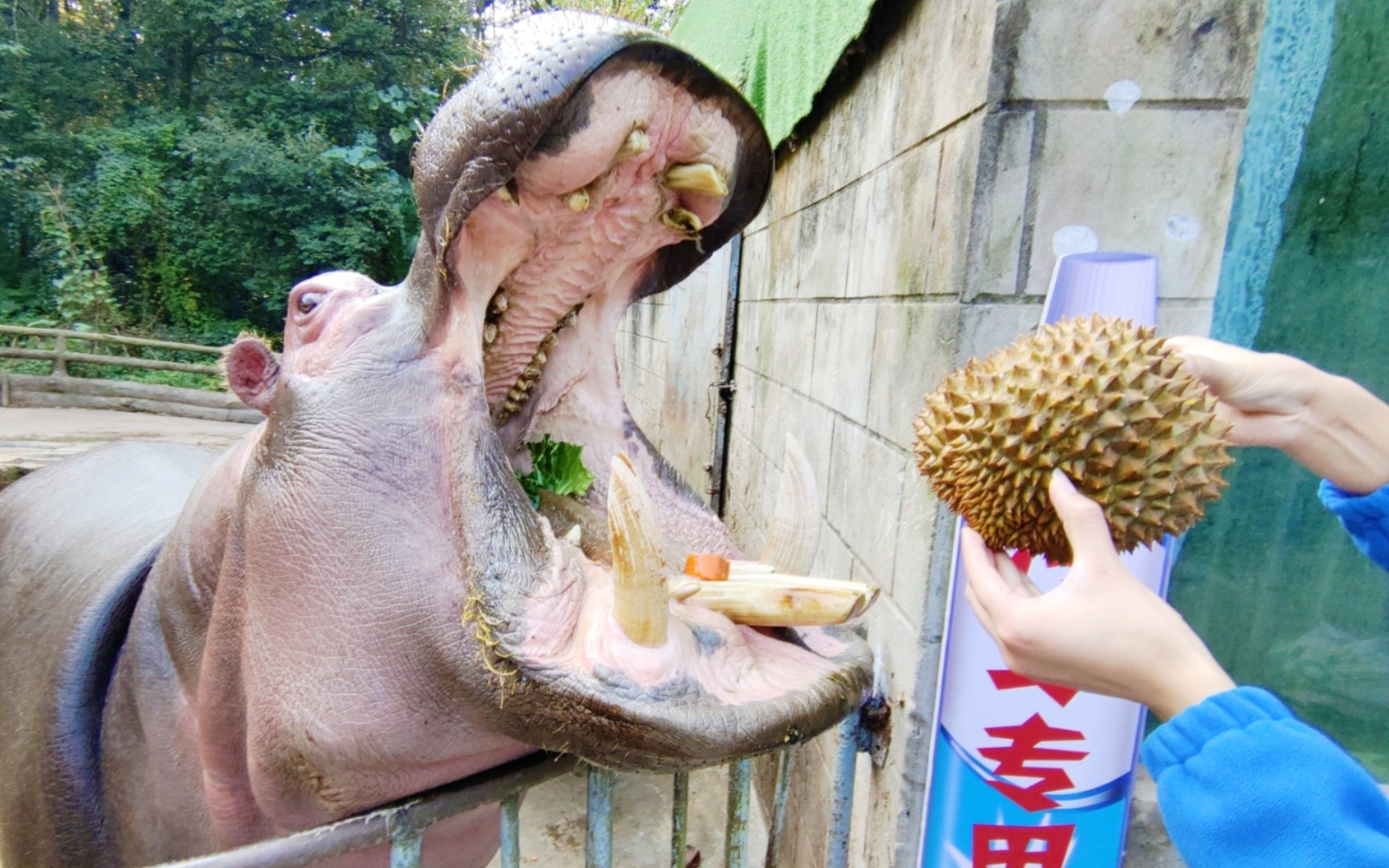 【河马】河马吃榴莲吗?(反正老三和三妹不吃……)