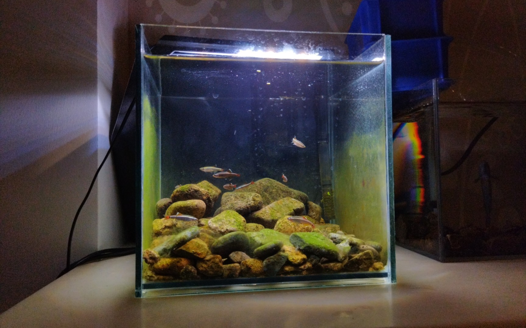 白云金丝20方缸一个月状态