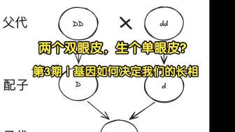 第3期｜两个双眼皮，生个单眼皮？基因如何决定我们的长相