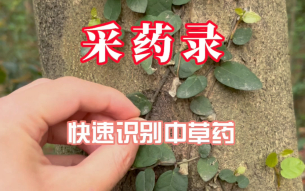 [图]【采药录】又一大批中草药快速识别，到户外再也不会抓瞎了