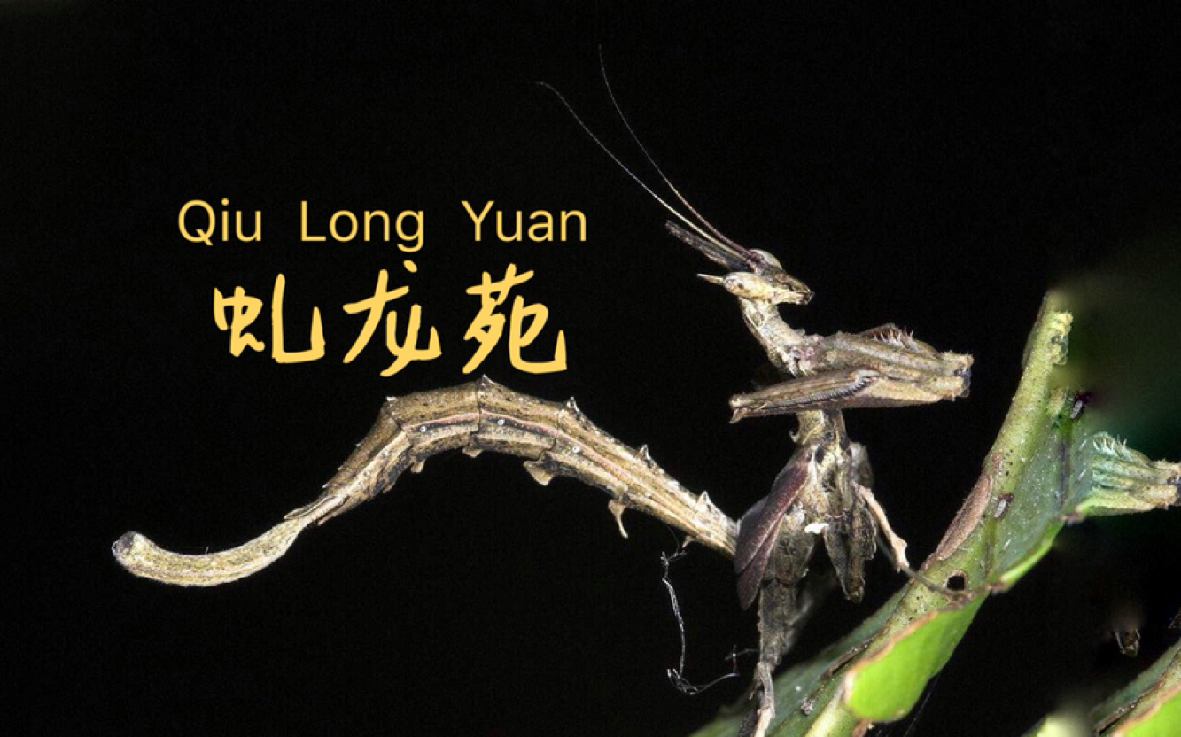 龙螳1l喂食视频_哔哩哔哩 (゜-゜)つロ 干杯~-bilibili