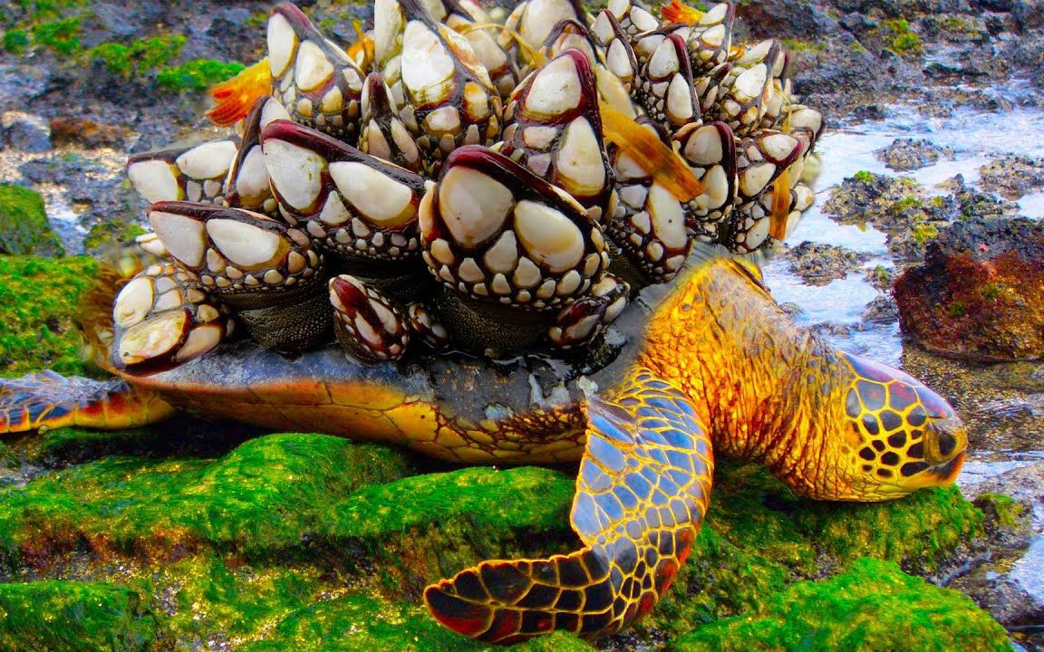 【沉浸式修理藤壶】海龟腐烂是因为藤壶分泌的黑色水泥,她需要从壳中