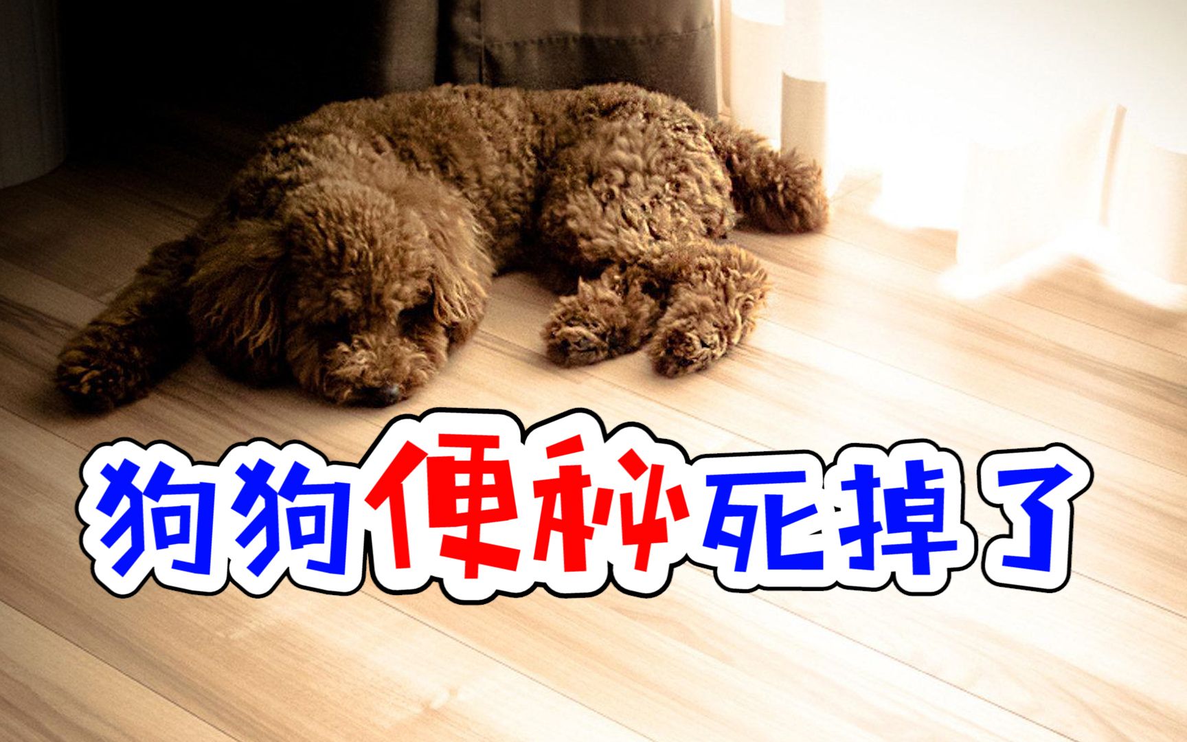 狗狗便秘死掉了