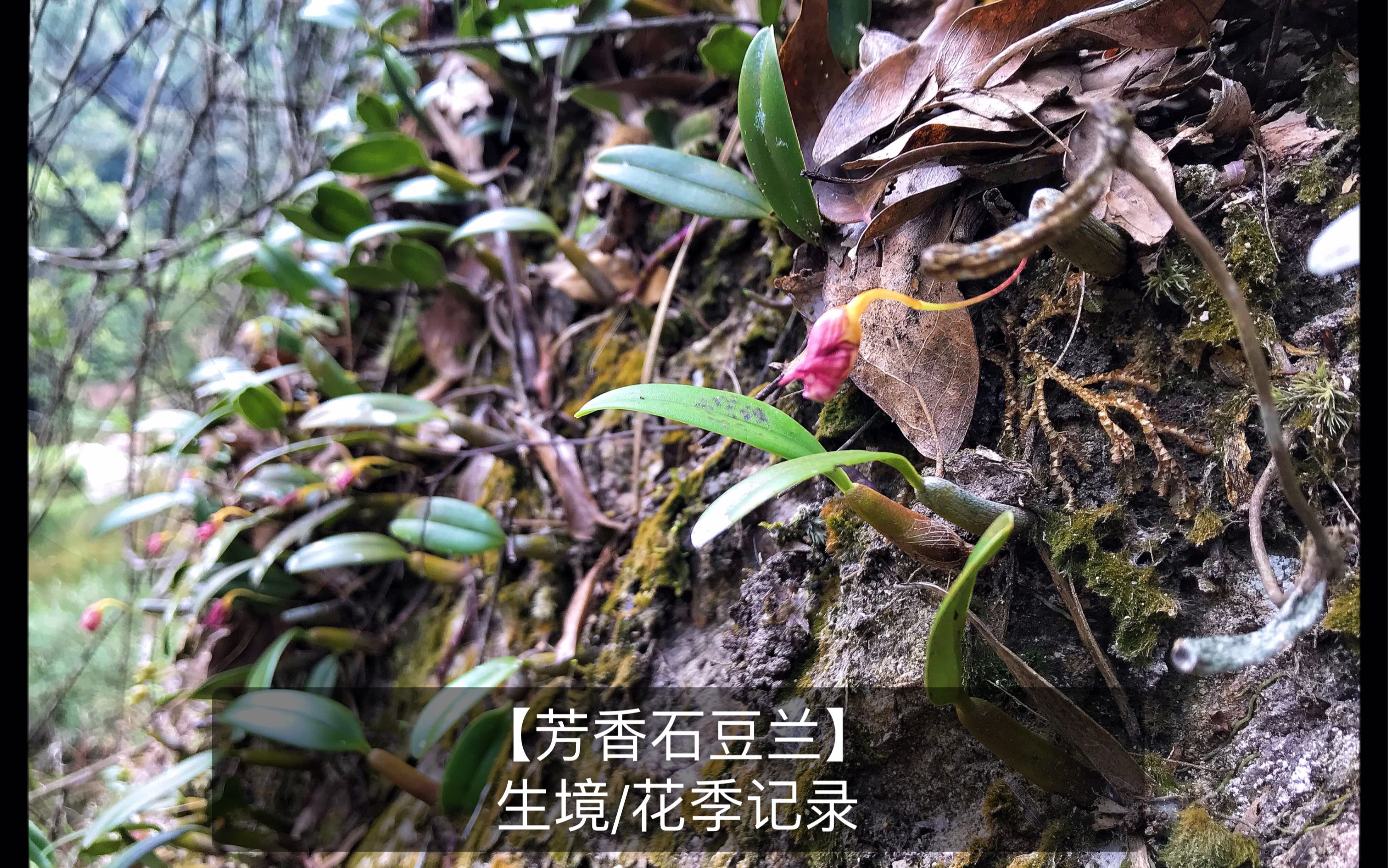 [图]【芳香石豆兰】生境/花季记录 —— 豆兰中花香者不多，而它却能让山谷飘香！