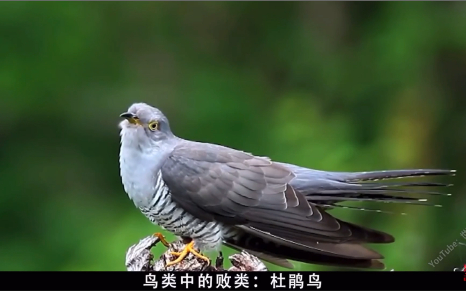 杜鹃鸟简介图片图片