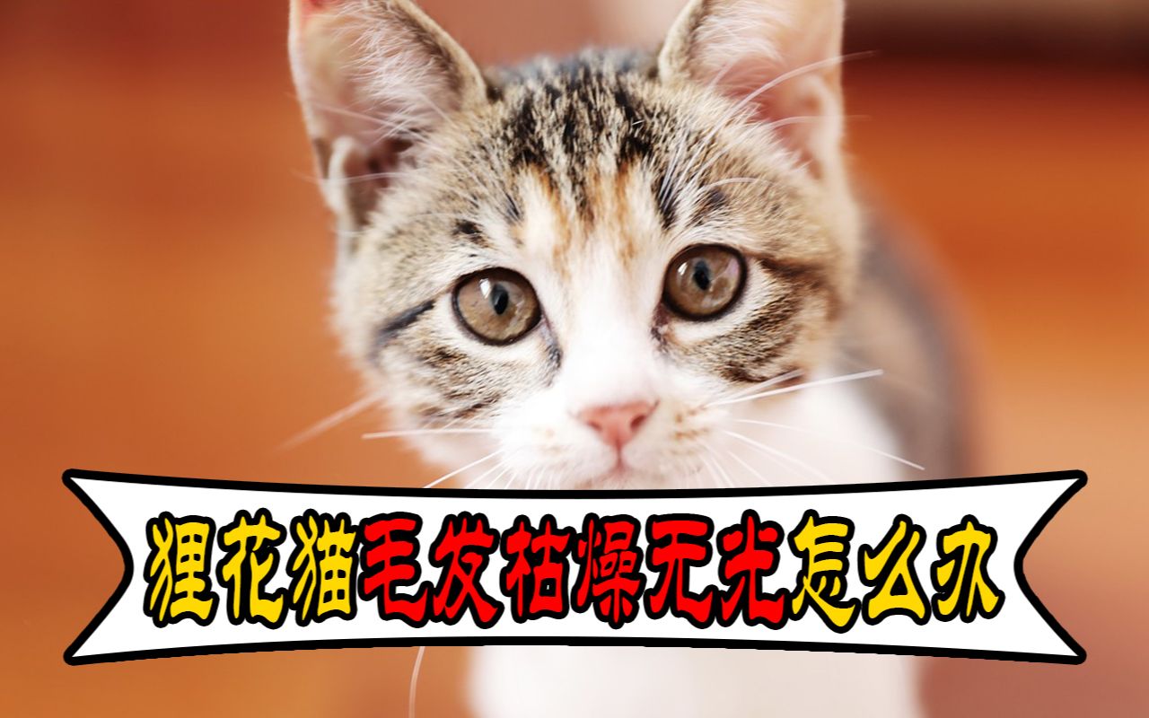 狸花猫毛发越来越黄是怎么回事?哔哩哔哩bilibili