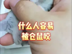 Tải video: 什么人容易被仓鼠咬？